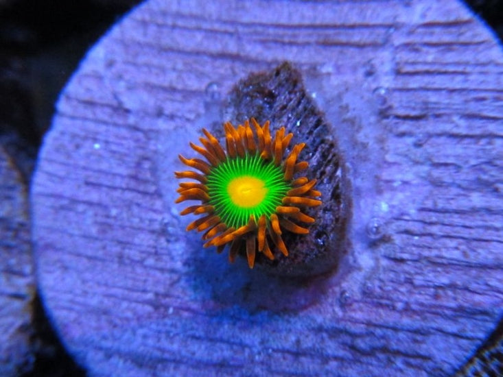 ZOANTHID-ZOAS-CORAL