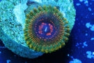 ZOANTHID-ZOAS-CORAL