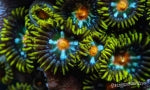 ZOANTHID-ZOAS-CORAL
