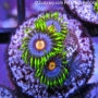 ZOANTHID-ZOAS-CORAL