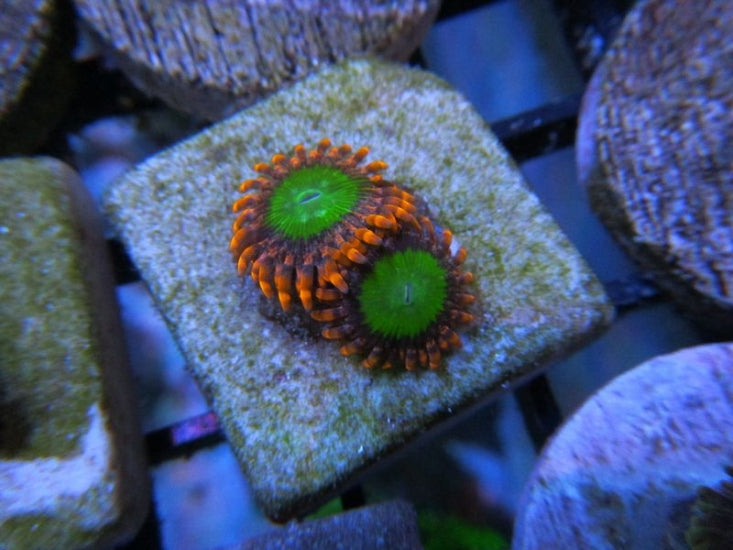 ZOANTHID-ZOAS-CORAL