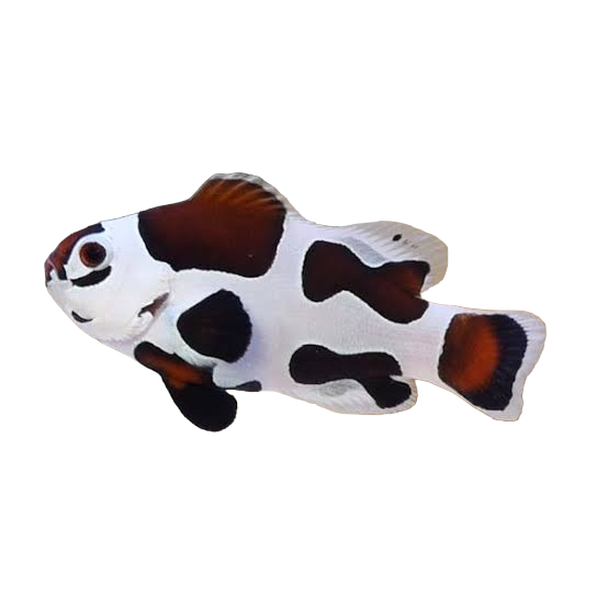 Designer Clownfish- PAIRS- CAPTIVE BRED