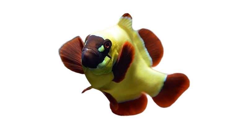 Designer Clownfish- PAIRS- CAPTIVE BRED