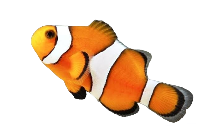 Designer Clownfish- PAIRS- CAPTIVE BRED