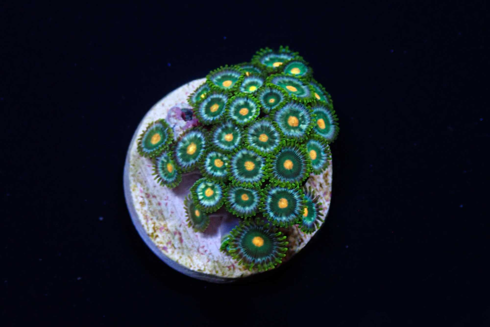 ZOANTHID-ZOAS-CORAL