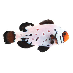 Designer Clownfish- PAIRS- CAPTIVE BRED