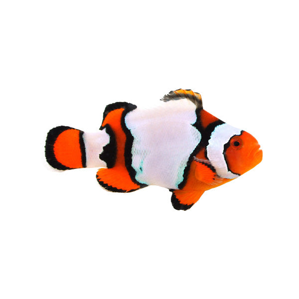 Designer Clownfish- PAIRS- CAPTIVE BRED