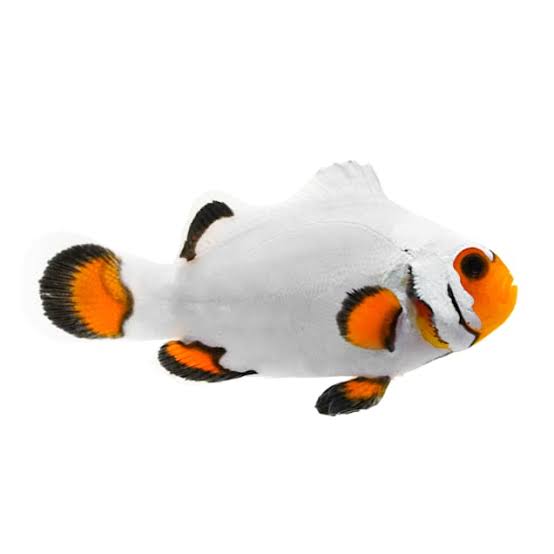 Designer Clownfish- PAIRS- CAPTIVE BRED